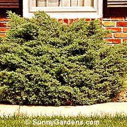 Juniperus chinensis, Compact Pfitzer Juniper