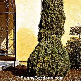 Juniperus chinensis, Robusta Green Juniper