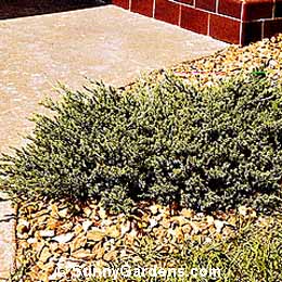 Juniperus chinensis, San Jose Creeping Juniper