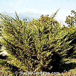 Juniperus chinensis, Sea Green Juniper