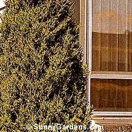 Juniperus chinensis, Spartan Juniper