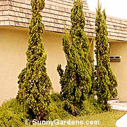 Juniperus chinensis, Hollywood Juniper