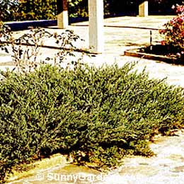Juniperus chinensis sargentii, Sargents Juniper
