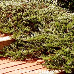 Juniperus chinensis sargentii, Green Sargent's Juniper