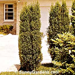 Juniperus communis, Common Juniper