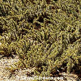 Juniperus conferta, Shore Juniper