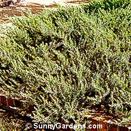 Juniperus conferta, Blue Pacific Shore Juniper