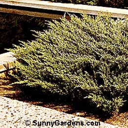 Juniperus horizontalis, Creeping Juniper