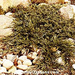 Juniperus horizontalis, Bar Harbor Juniper
