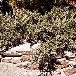 Juniperus horizontalis, Blue Chip Juniper