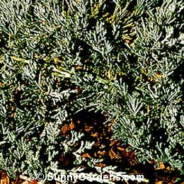 Juniperus horizontalis, Hughes Juniper