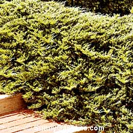Juniperus horizontalis, Andorra Juniper