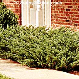 Juniperus horizontalis, Andorra Creeping Comp Juniper