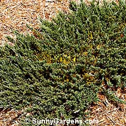 Juniperus horizontalis, Webber Juniper