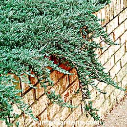 Juniperus horizontalis, Blue Rug Juniper