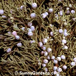 Juniperus occidentalis, Western Juniper
