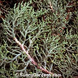 Juniperus osteosperma, Utah Juniper