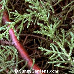 Juniperus pinchotii, Pinchot Juniper