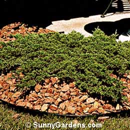 Juniperus procumbens, Japgarden Juniper, Bonin Isles Juniper