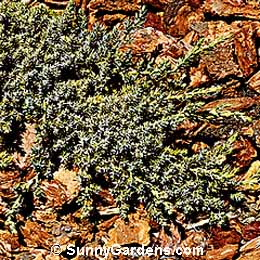 Juniperus procumbens, Juniper