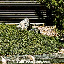 Juniperus procumbens, Dwarf Japanese Garden Juniper