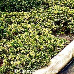 Juniperus procumbens, Variegated Japanese G Juniper