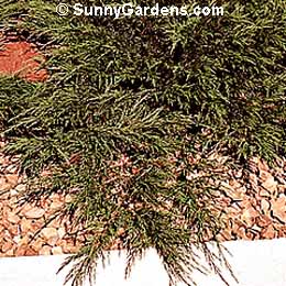 Juniperus sabina, Savin Juniper