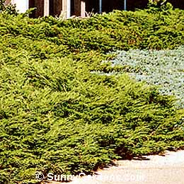 Juniperus sabina, Arcadia Juniper