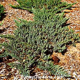 Juniperus sabina, Broadmoor Juniper