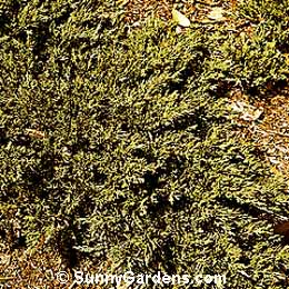 Juniperus sabina, Buffalo Juniper