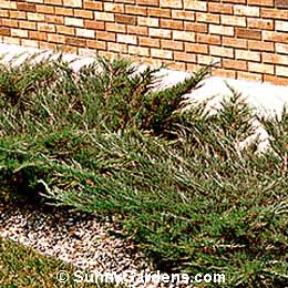 Juniperus sabina, Mini Arcade Juniper