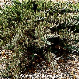 Juniperus sabina tamariscifolia, New Blue Tamarix Juniper