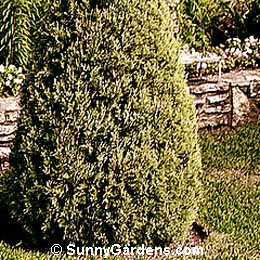 Juniperus scopulorum, Rocky Mountain Juniper, Colorado Red Cedar
