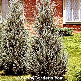 Juniperus scopulorum, Rocky Mountain Blue H Juniper