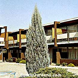Juniperus scopulorum, Welch Juniper