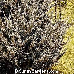 Juniperus scopulorum, Wichita Blue Juniper