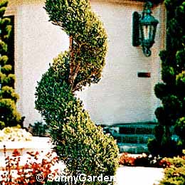 Juniperus sp., Juniper