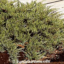Juniperus squamata, Singleseed Juniper