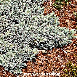 Juniperus squamata, Blue Star Juniper