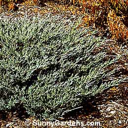 Juniperus squamata expansa, Parson's Juniper