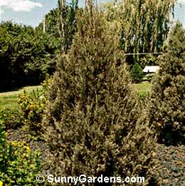 Juniperus virginiana, Juniper Eastern Redcedar