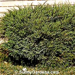 Juniperus virginiana, Grey Owl Juniper