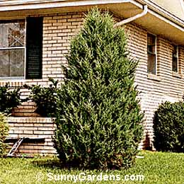 Juniperus virginiana, Manhattan Blue Juniper