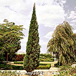 Juniperus virginiana, Sky Rocket Juniper