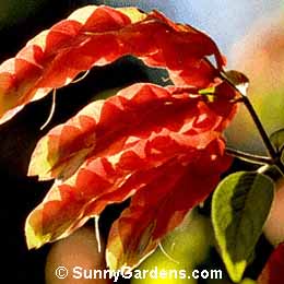 Justicia brandegeana, Shrimp Plant, Beloperone guttata, Mexican Shrimp Plant, Chuparosa