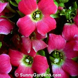 Kalanchoe blossfeldiana, Flaming Katy, Tom Thumb
