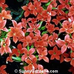 Kalanchoe blossfeldiana, Flaming Katy, Top Thumb