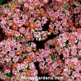 Kalanchoe blossfeldiana, Flaming Katy, Tom Thumb