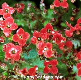Kalanchoe blossfeldiana, Flaming Katy, Tom Thumb
