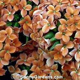 Kalanchoe blossfeldiana, Flaming Katy, Tom Thumb